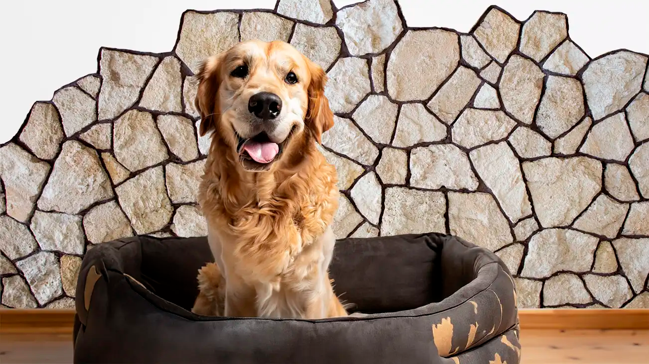 Sie sind Hundehalter? Dann schützen Sie Ihre Innenwand mit polygonalen Natursteinplatten