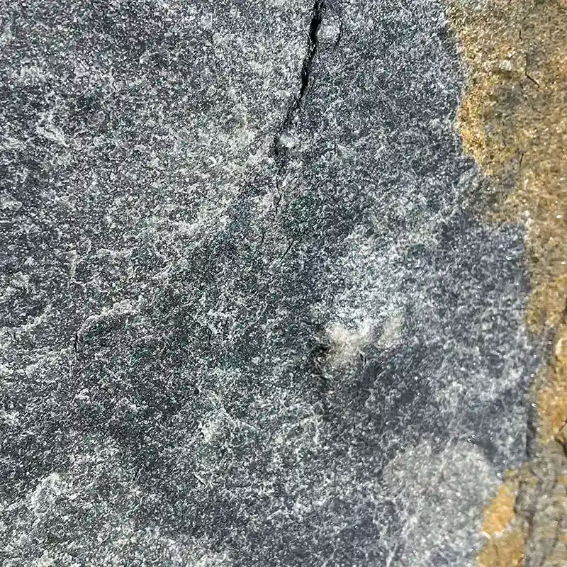 Muster Natursteinplatte Quarzit Deep Sea